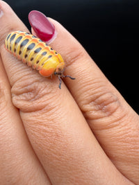 Candy Corn Pill Millipede (Rhopalomeris carnifex), yellow plates and paired dark spots