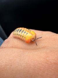 Candy Corn Pill Millipede (Rhopalomeris carnifex), on a hand with its antennae forward