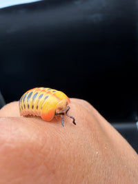 Candy Corn Pill Millipede (Rhopalomeris carnifex), front view with dark antennae