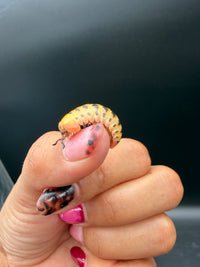 Candy Corn Pill Millipede (Rhopalomeris carnifex), curved over a fingertip