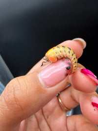 Candy Corn Pill Millipede (Rhopalomeris carnifex), side view of its curved body