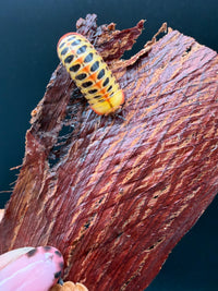 Candy Corn Pill Millipede (Rhopalomeris carnifex), top view on reddish bark