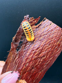 Candy Corn Pill Millipede (Rhopalomeris carnifex), yellow and black pattern against bark