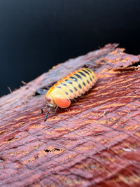 Candy Corn Pill Millipede (Rhopalomeris carnifex), head and antennae close-up on bark