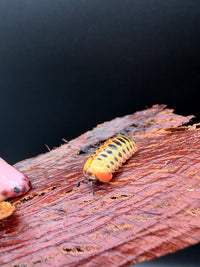 Candy Corn Pill Millipede (Rhopalomeris carnifex), on bark, viewed from the front