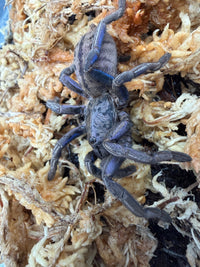 Purple Zebra Tarantula (Ornithoctonus sp. "Purple Zebra"), with blue-purple legs and a striped abdomen on pale moss