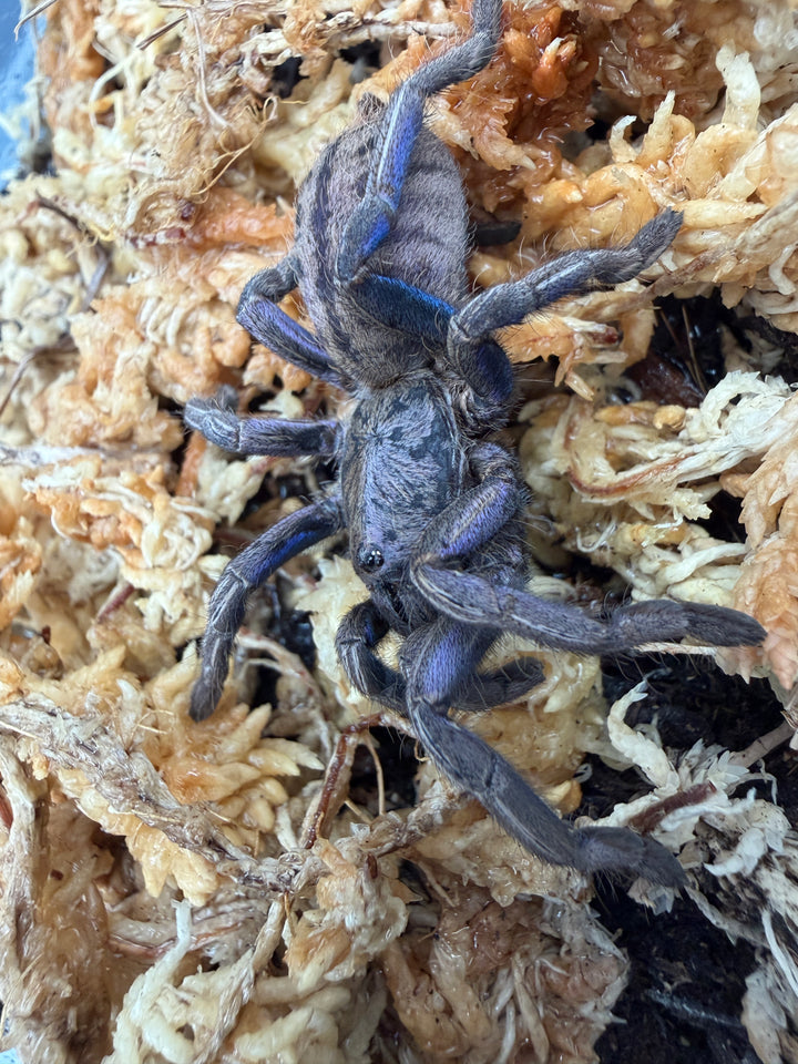 Purple Zebra Tarantula (Ornithoctonus sp. "Purple Zebra"), with blue-purple legs and a striped abdomen on pale moss