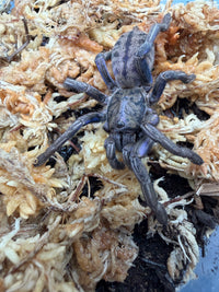 Purple Zebra Tarantula (Ornithoctonus sp. "Purple Zebra"), from above on moss, showing dark abdominal stripes