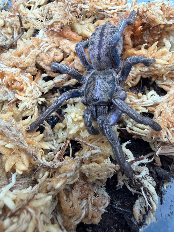 Purple Zebra Tarantula (Ornithoctonus sp. "Purple Zebra"), from above on moss, showing dark abdominal stripes