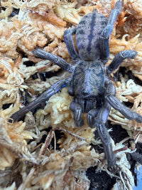 Purple Zebra Tarantula (Ornithoctonus sp. "Purple Zebra"), close-up of striped abdomen and blue-purple front legs