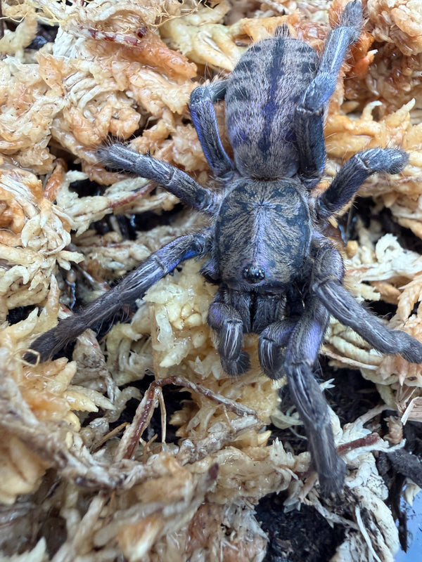 Purple Zebra Tarantula (Ornithoctonus sp. "Purple Zebra"), close-up of striped abdomen and blue-purple front legs