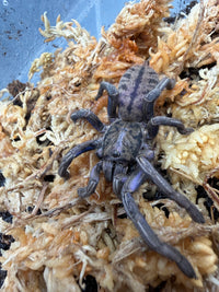 Purple Zebra Tarantula (Ornithoctonus sp. "Purple Zebra"), angled view on moss, with front legs extended