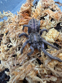 Purple Zebra Tarantula (Ornithoctonus sp. "Purple Zebra"), from above among pale moss and dark substrate