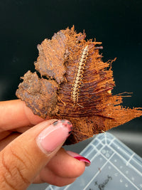 Orange and White Dragon Millipede (Orthomorpha sp.), full body on reddish bark