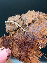Orange and White Dragon Millipede (Orthomorpha sp.), pale bands and orange legs on bark