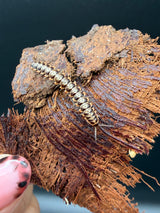 Orange and White Dragon Millipede (Orthomorpha sp.)