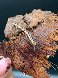 Orange and White Dragon Millipede (Orthomorpha sp.), curved body with pale bands on bark