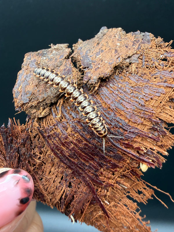 Orange and White Dragon Millipede (Orthomorpha sp.), curved body with pale bands on bark
