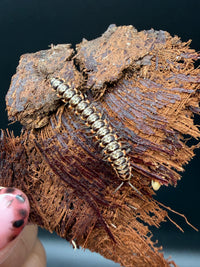 Orange and White Dragon Millipede (Orthomorpha sp.), top view of pale-banded segments