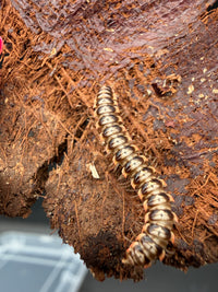 Orange and White Dragon Millipede (Orthomorpha sp.), close-up of pale bands and orange legs