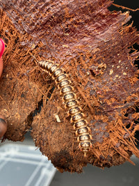 Orange and White Dragon Millipede (Orthomorpha sp.), overhead view of its curved body
