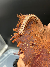 Orange and White Dragon Millipede (Orthomorpha sp.), curved around the edge of bark