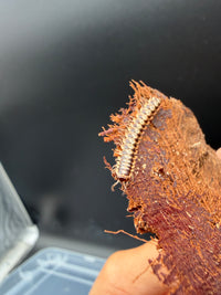 Orange and White Dragon Millipede (Orthomorpha sp.), full body along a narrow piece of bark