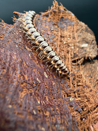 Orange and White Dragon Millipede (Orthomorpha sp.), close-up of pale plates and orange legs