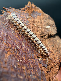 Orange and White Dragon Millipede (Orthomorpha sp.), close-up of pale plates and orange legs