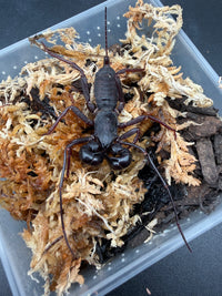 Thai Vinegaroon (Thelyphonus sp.)