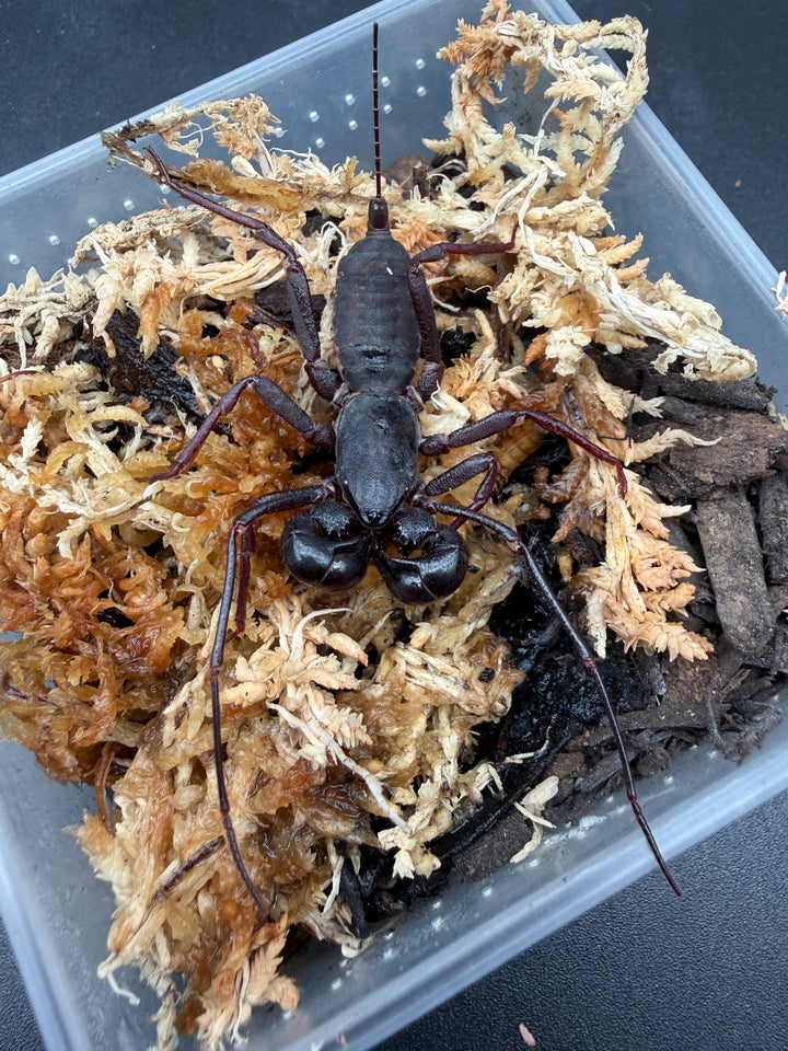 Thai Vinegaroon (Thelyphonus sp.)