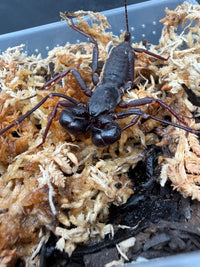 Thai Vinegaroon (Thelyphonus sp.)