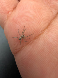 Carolina Wolf Spider (Hogna carolinensis)