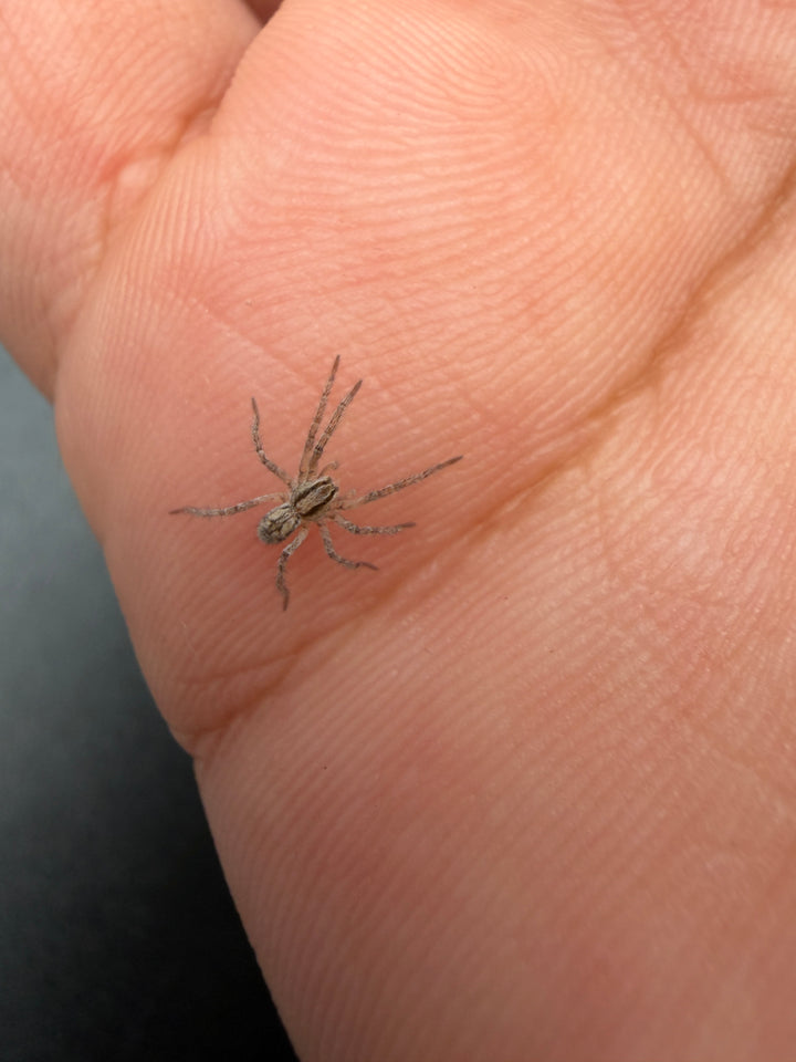 Carolina Wolf Spider (Hogna carolinensis)