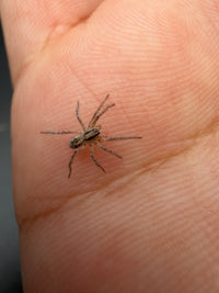 Carolina Wolf Spider (Hogna carolinensis)