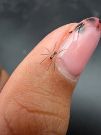 Miami Wolf Spider (Hogna miami) sling