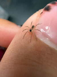 Miami Wolf Spider (Hogna miami)