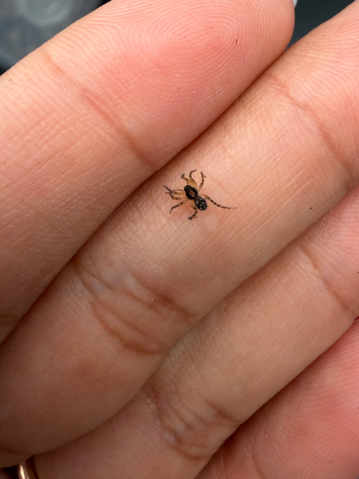 Georgia Black Wolf Spider (Tigrosa georgicola)