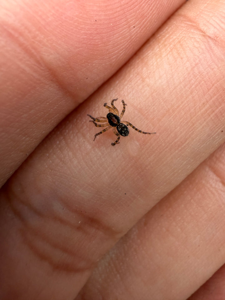 Georgia Black Wolf Spider (Tigrosa georgicola)