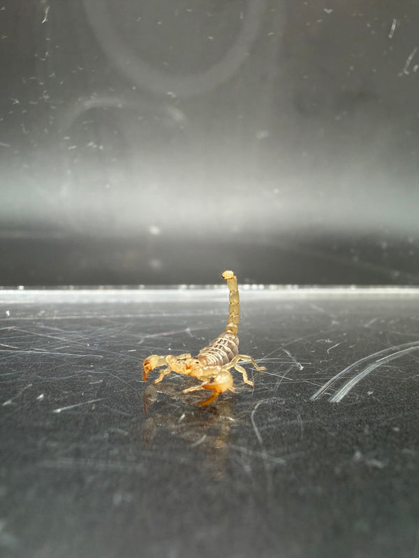 Ruby Rock Scorpion (Diplocentrus spitzeri)