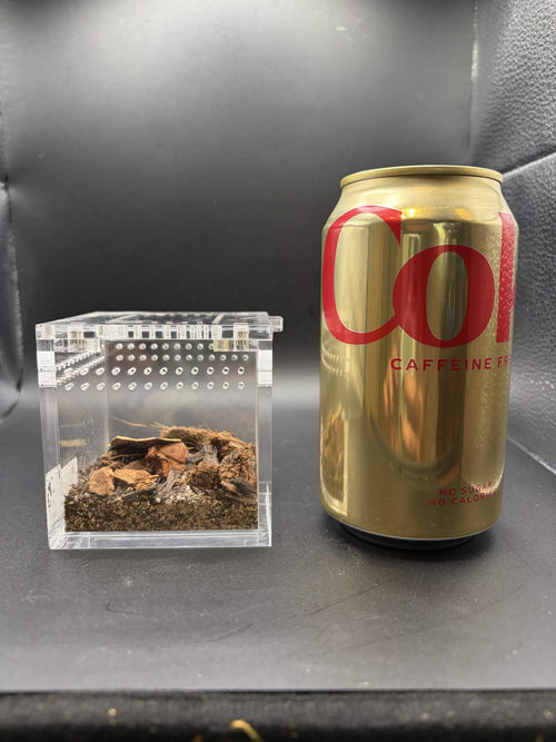 Baby Buddy Starter Kit