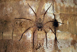 Selenopid Crab Spider (Flattie) (Selenops sp.)