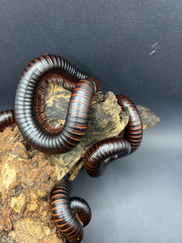 African Giant Millipede (Archispirostreptus gigas) coiled on cork bark, showing its rust-red legs