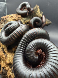 African Giant Millipedes (Archispirostreptus gigas) coiled together, showing glossy dark segments and rust-red legs