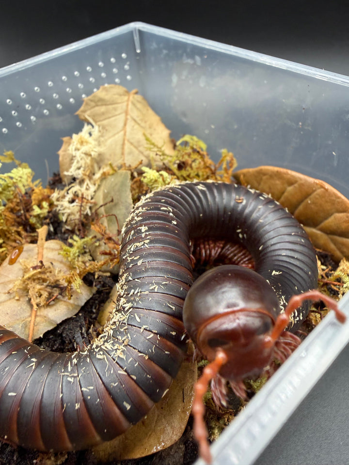 African Giant Millipede, Archispirostreptus gigas, image 2