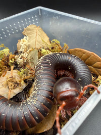 African Giant Millipede, Archispirostreptus gigas, image 2