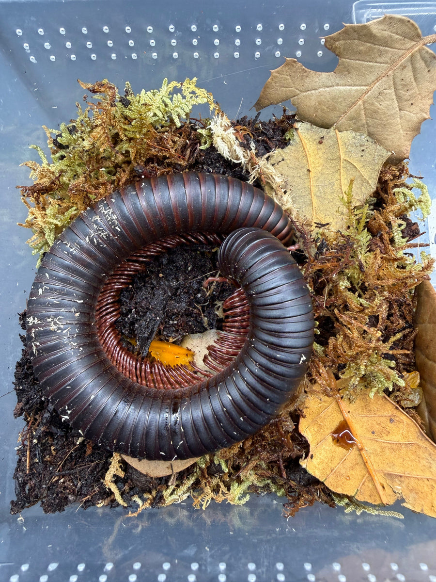 African Giant Millipede, Archispirostreptus gigas