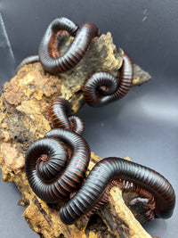 Group of African Giant Millipedes (Archispirostreptus gigas) coiled across cork bark, sold as a bulk lot