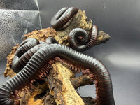 Several African Giant Millipedes (Archispirostreptus gigas) climbing a cork bark hide