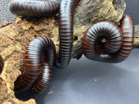 African Giant Millipedes (Archispirostreptus gigas) spread across a piece of cork bark